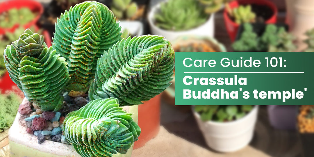 How to Care For Crassula 'Buddha's temple' Succulent | THE NEXT GARDENER   Thenextgardener
