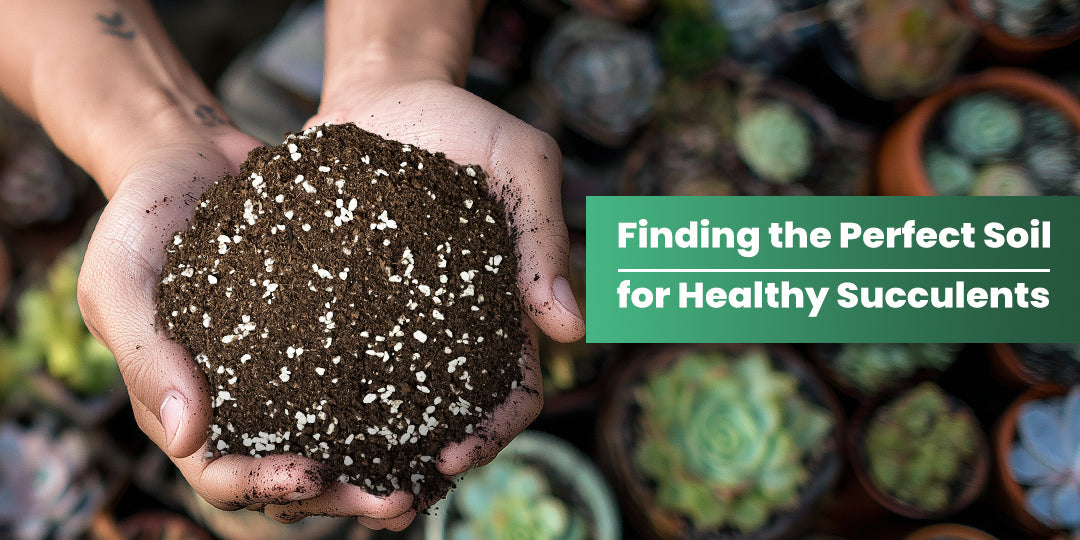 The Essential Guide to Success: Finding the Perfect Soil for Healthy ...