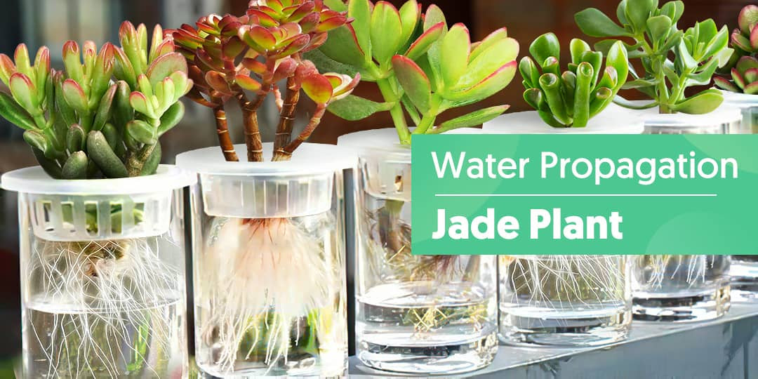 Jade Plant Propagation in Water | THE NEXT GARDENER  Thenextgardener