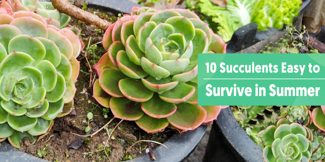 10 Succulents Easy to Survive in Summer | THE NEXT GARDENER   Thenextgardener