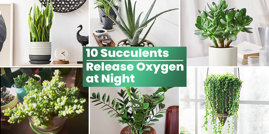Which Plants Release Oxygen At Night