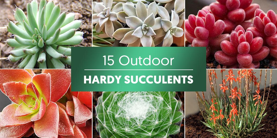 15 Outdoor Hardy Succulents for Cold Climates | THE NEXT GARDENER   Thenextgardener