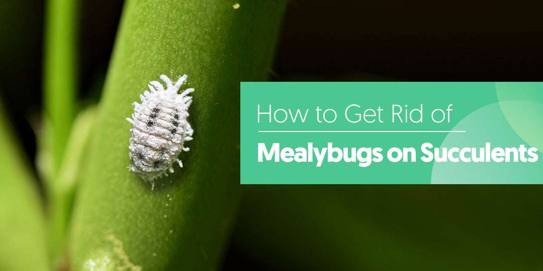 How to Get Rid of Mealybugs