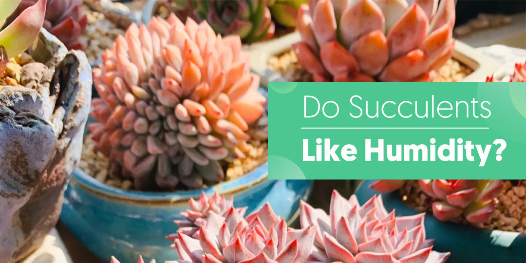 Do Succulents Like Humidity? | The Next Gardener  Thenextgardener