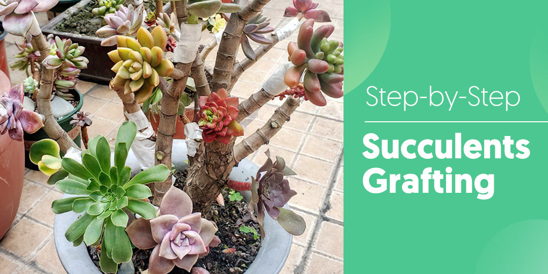 How to Graft Succulents  