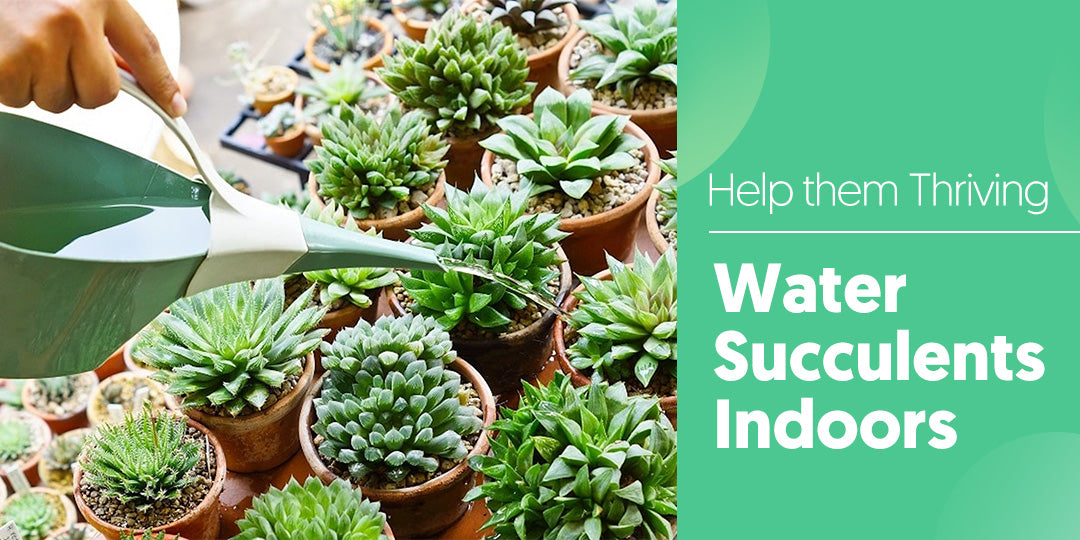 Must-Know Tips for Watering Succulents Indoors  Thenextgardener