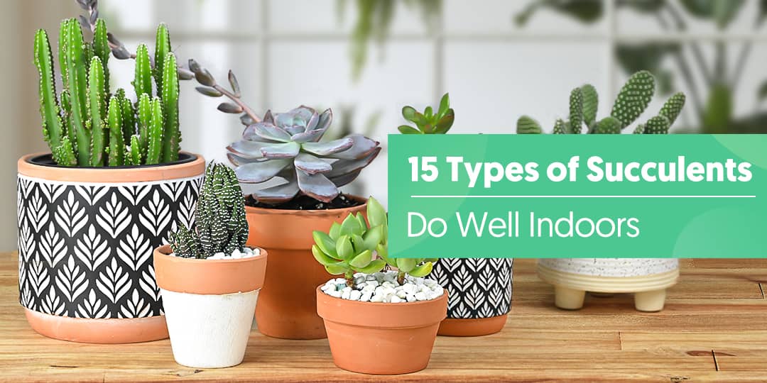 15 Types of Succulents Do Well Indoors｜The Next Gardener Thenextgardener
