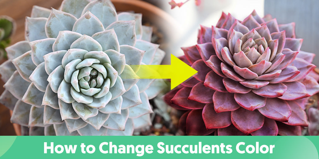 Why Do Your Succulents Lose Color? | The Next Gardener – Thenextgardener