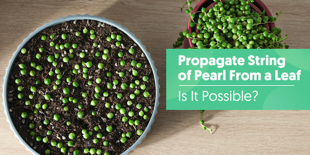 Is it possible to propagate string of pearl leaves? | The Next