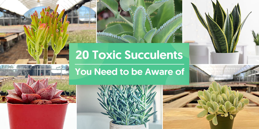 Are Succulent Plants Poisonous to Humans: Truth Revealed