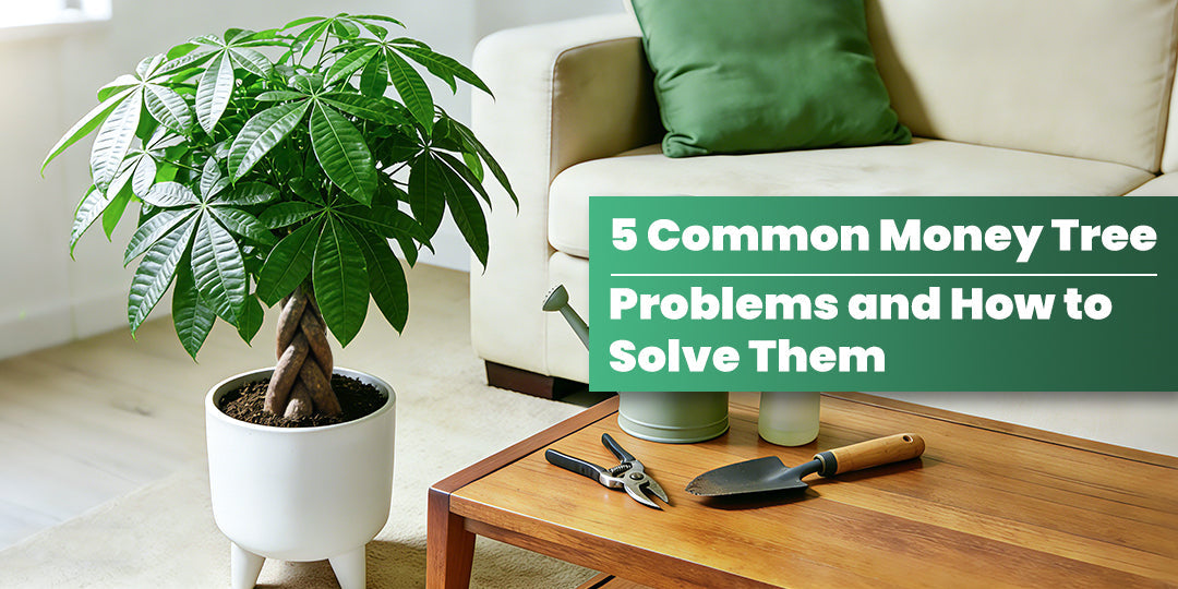 5 Common Money Tree Problems and How to Solve Them | THE NEXT GARDENER   Thenextgardener