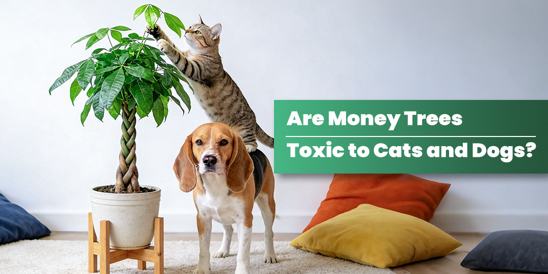 Paws and Leaves: Are Money Trees Toxic to Cats and Dogs? | THE NEXT  GARDENER  Thenextgardener