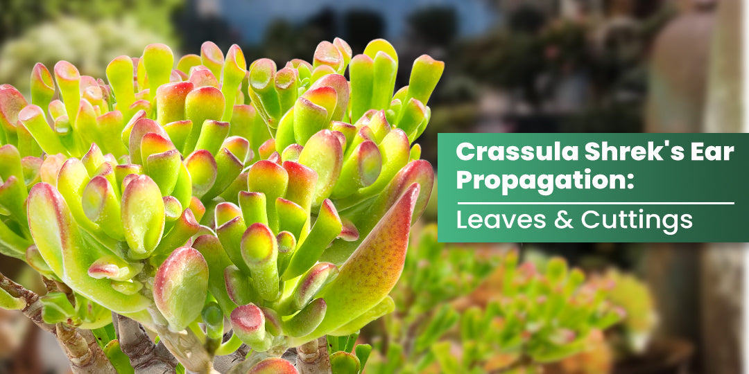 Crassula Shrek's Ear Propagation: Leaves & Cuttings | THE NEXT GARDENER   Thenextgardener