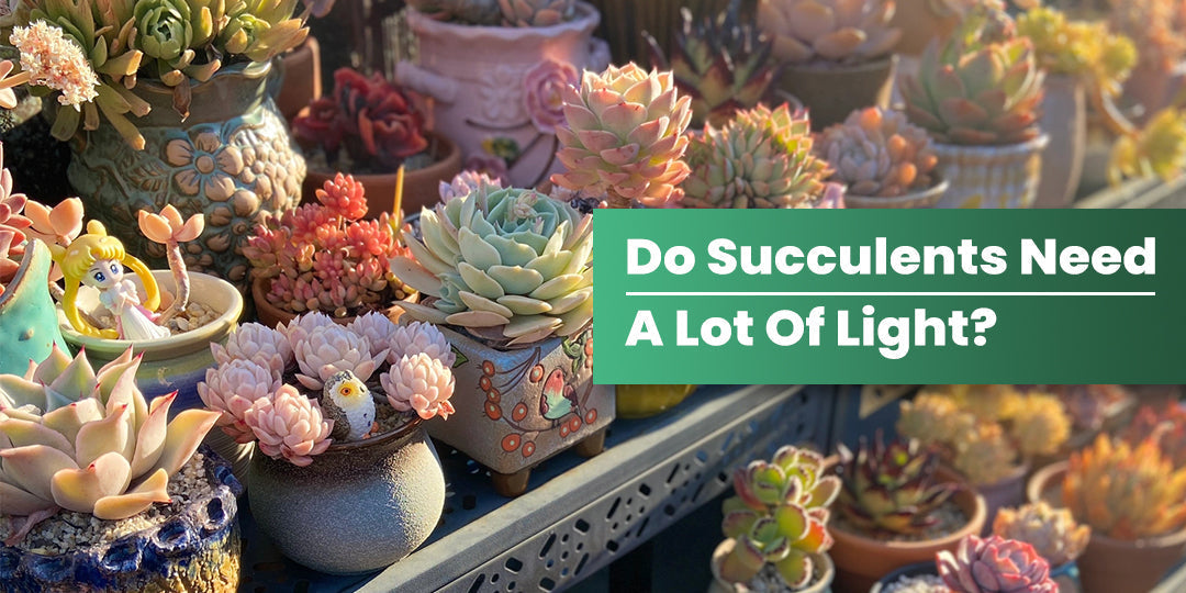 Can Cactus Survive in Artificial Light: Expert Tips Revealed