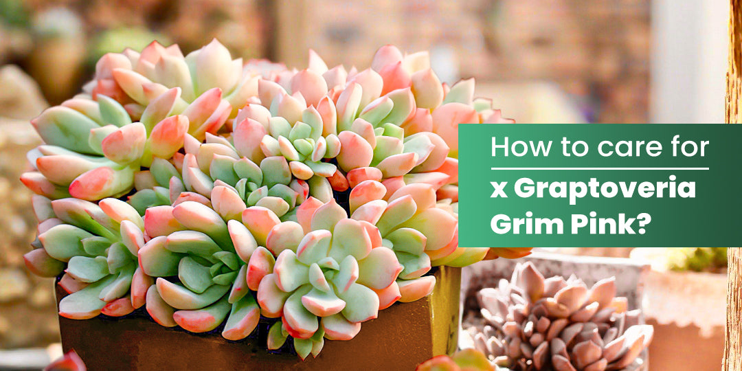 How Care for x Graptoveria Grim Pink? | THE NEXT GARDENER