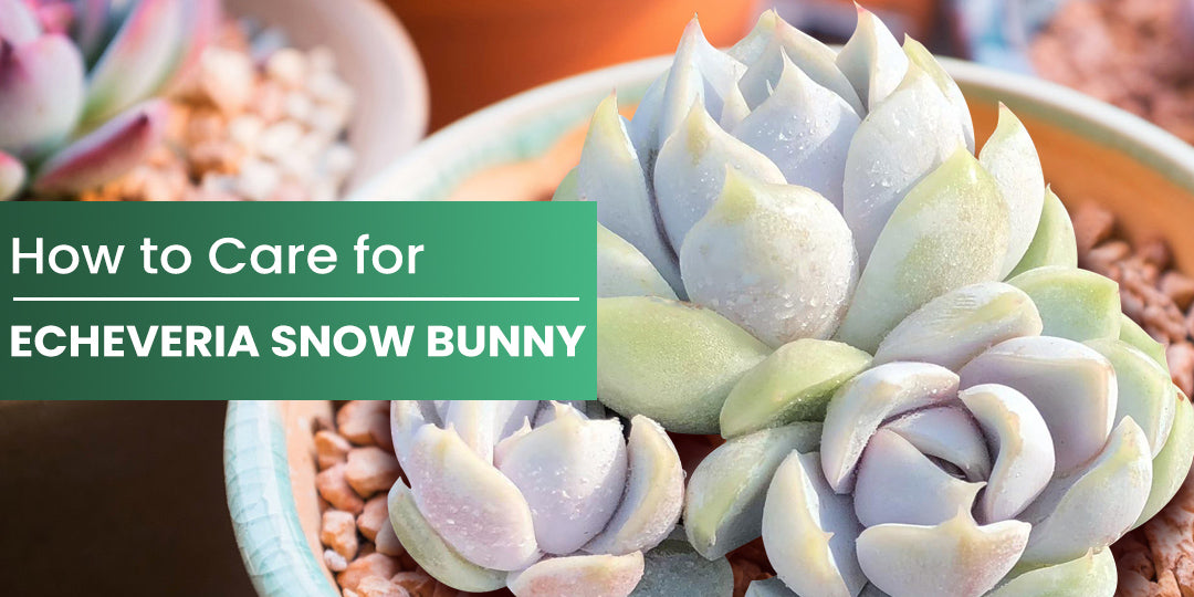 How to Care For Echeveria Snow Bunny | THE NEXT GARDENER