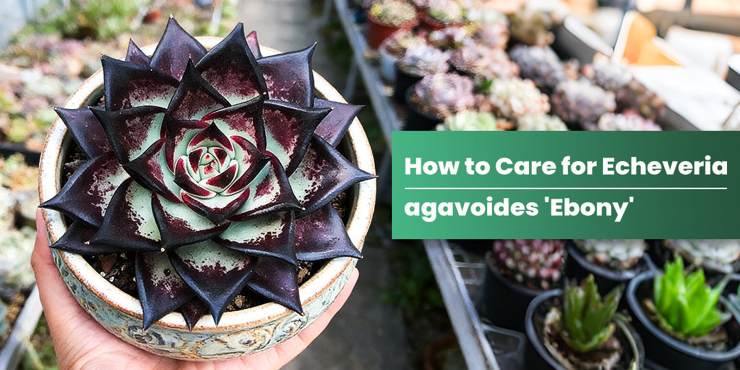 How to Care for Echeveria agavoides 'Ebony', 