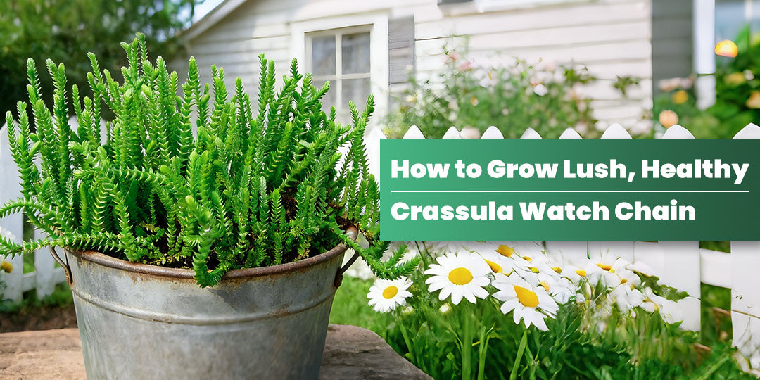 How to Grow Lush, Healthy Crassula Watch Chain | THE NEXT GARDENER   Thenextgardener