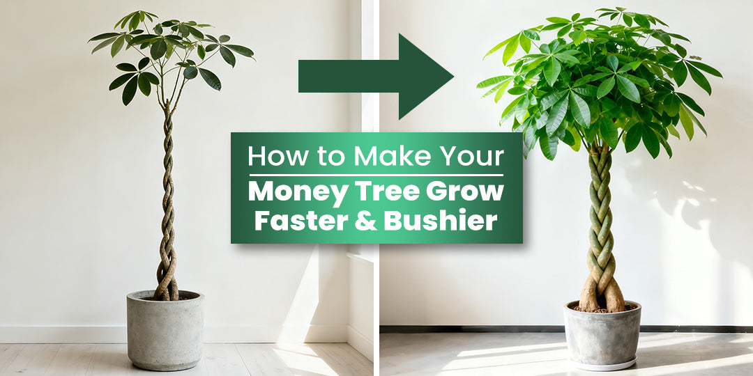 How to Make Your Money Tree Grow Faster & Bushier | THE NEXT GARDENER   Thenextgardener