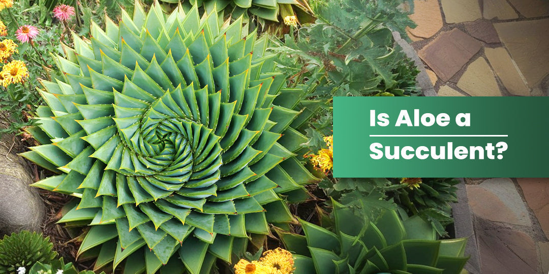 Is Aloe a Succulent? | THE NEXT GARDENER  Thenextgardener