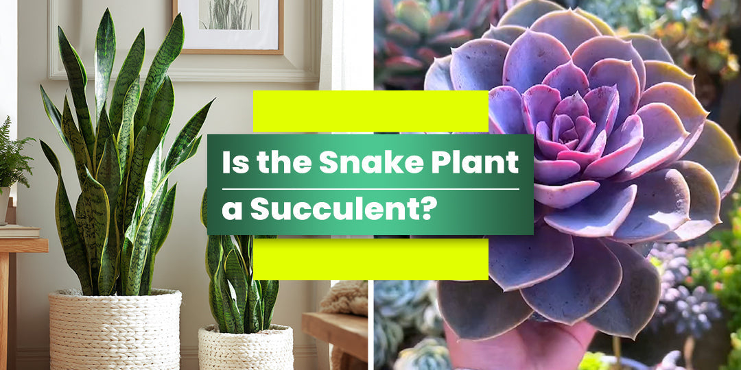 Is the Snake Plant a Succulent? Unveiling the Truth About This Popular  Houseplant | THE NEXT GARDENER  Thenextgardener