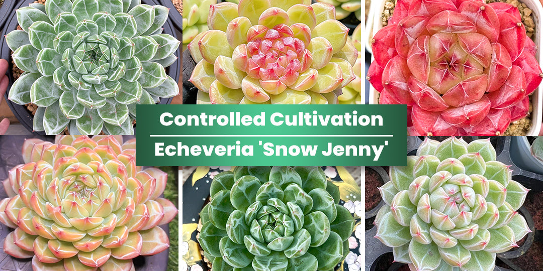 Mastering Controlled Cultivation to Unlock Echeveria 'Snow Jenny's