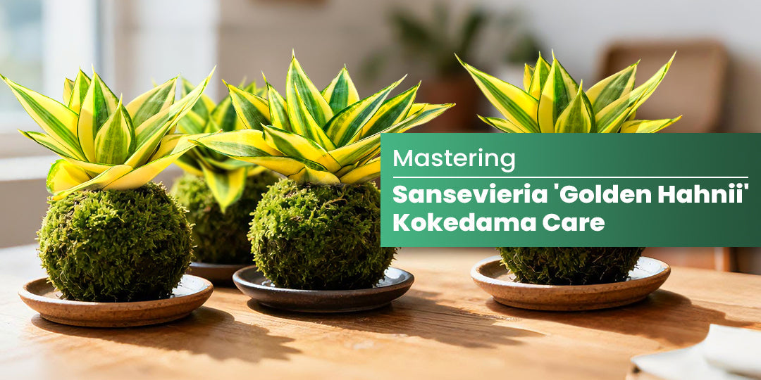 Mastering Sansevieria 'Golden Hahnii' Kokedama Care | THE NEXT