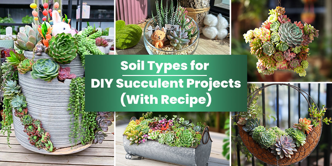 Soil Types for DIY Succulent Projects (With Recipe) | THE NEXT GARDENER   Thenextgardener