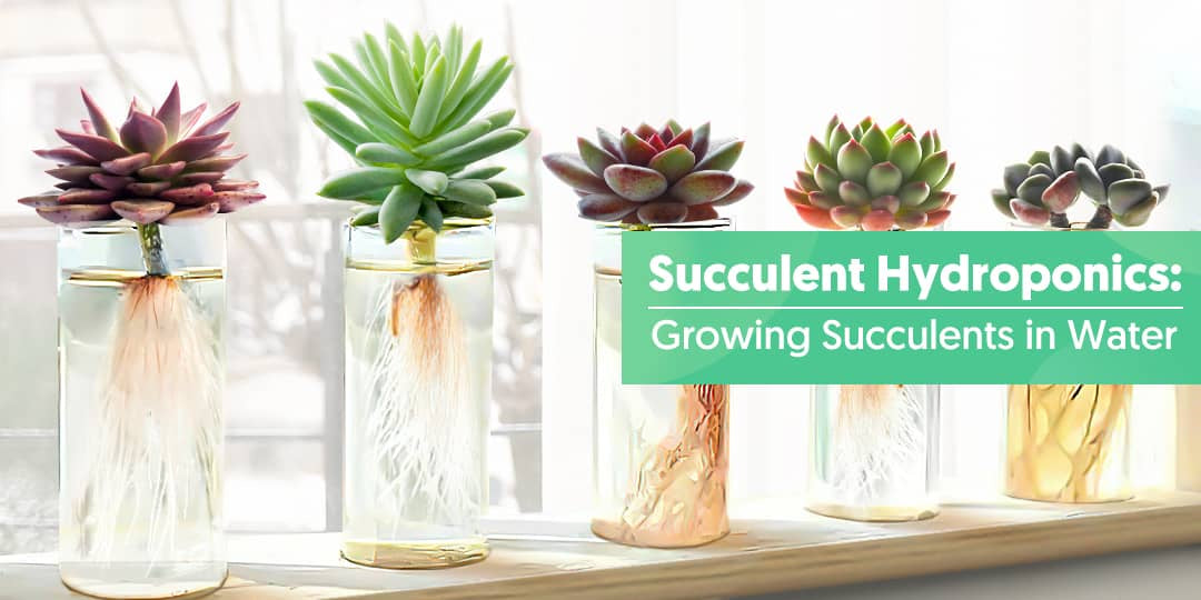 Succulent Hydroponics Growing Succulents in Water THE NEXT GARDENER