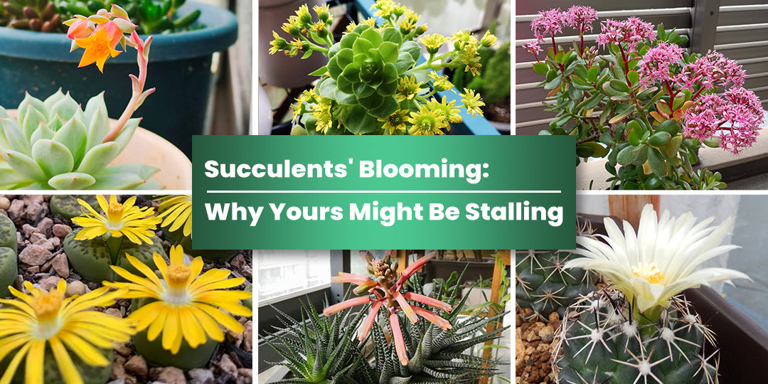 Succulents' Blooming: Why Yours Might Be Stalling | THE NEXT GARDENER   Thenextgardener