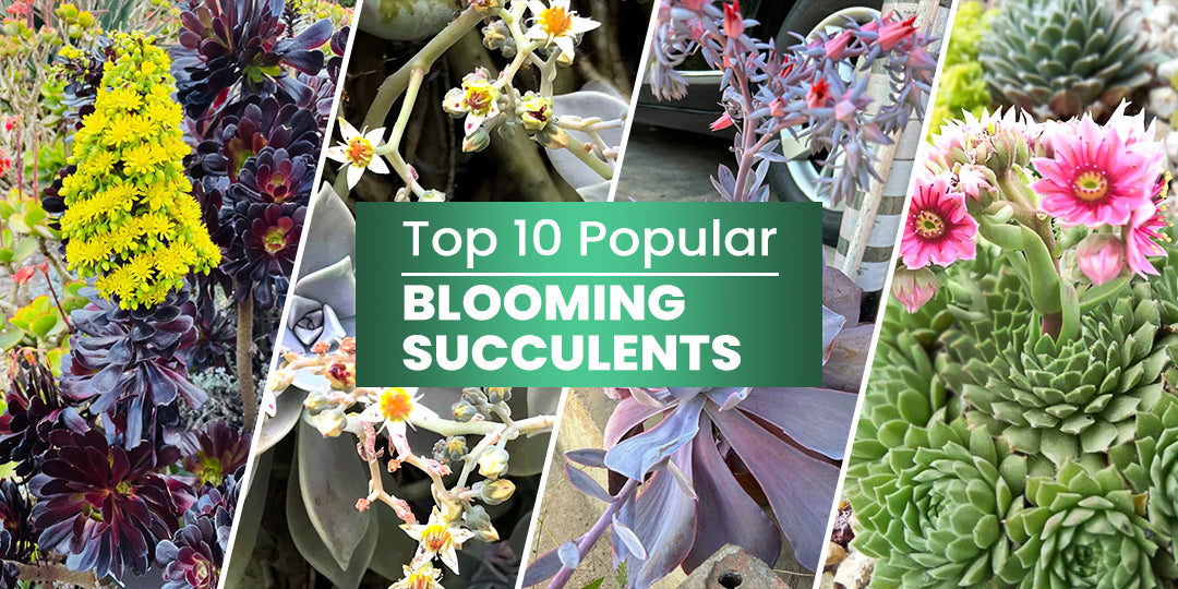 Top 10 Popular Blooming Succulents THE NEXT GARDENER Thenextgardener