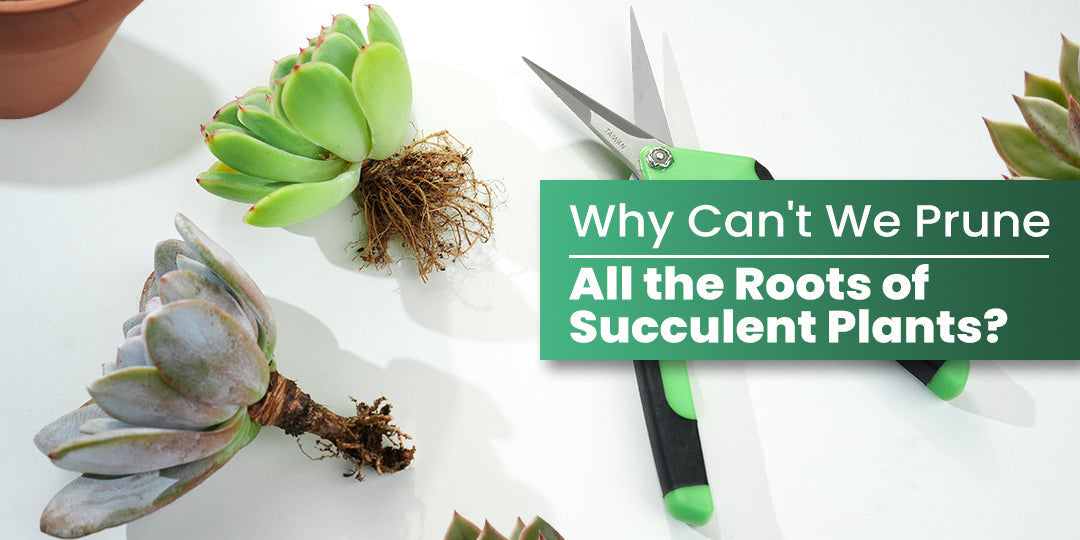 Why Can't We Prune All the Roots of Succulent Plants? | THE NEXT GARDENER   Thenextgardener