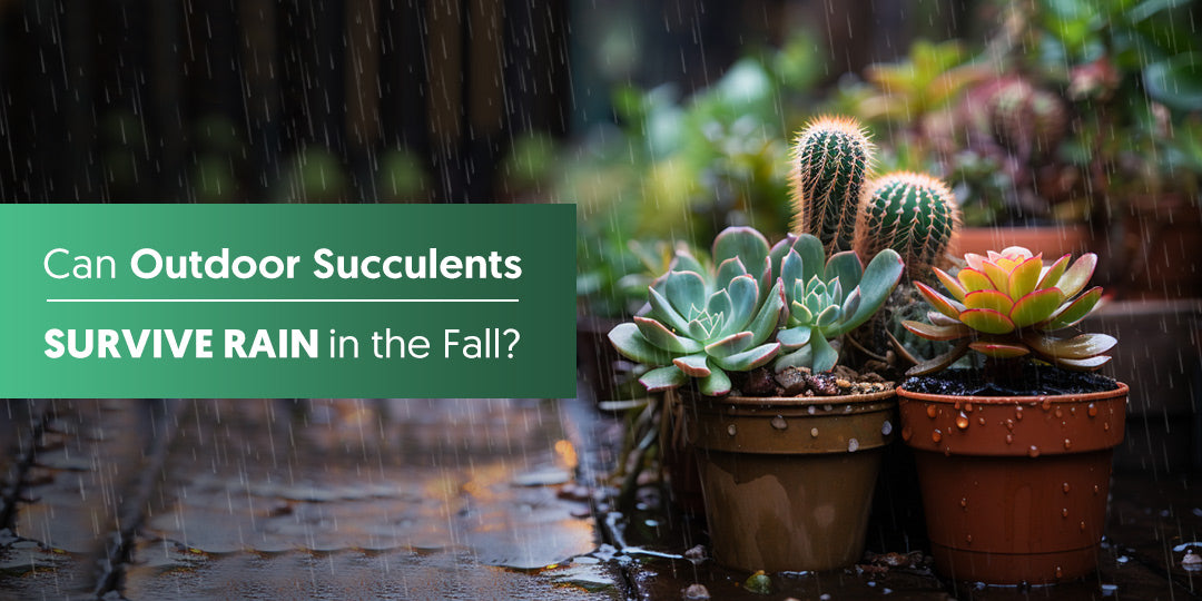 Can Outdoor Succulents Survive Rain in the Fall? | THE NEXT GARDENER   Thenextgardener