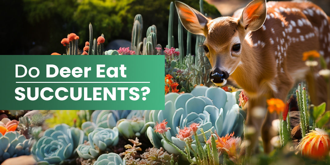 Do Deer Eat Succulents | THE NEXT GARDENER  Thenextgardener