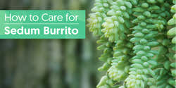 Plante Grasse Sedum Burrito (Queue D'Âne) Rare - Pot De 9cm - Portal Cool - Facile D'Entretien - 5