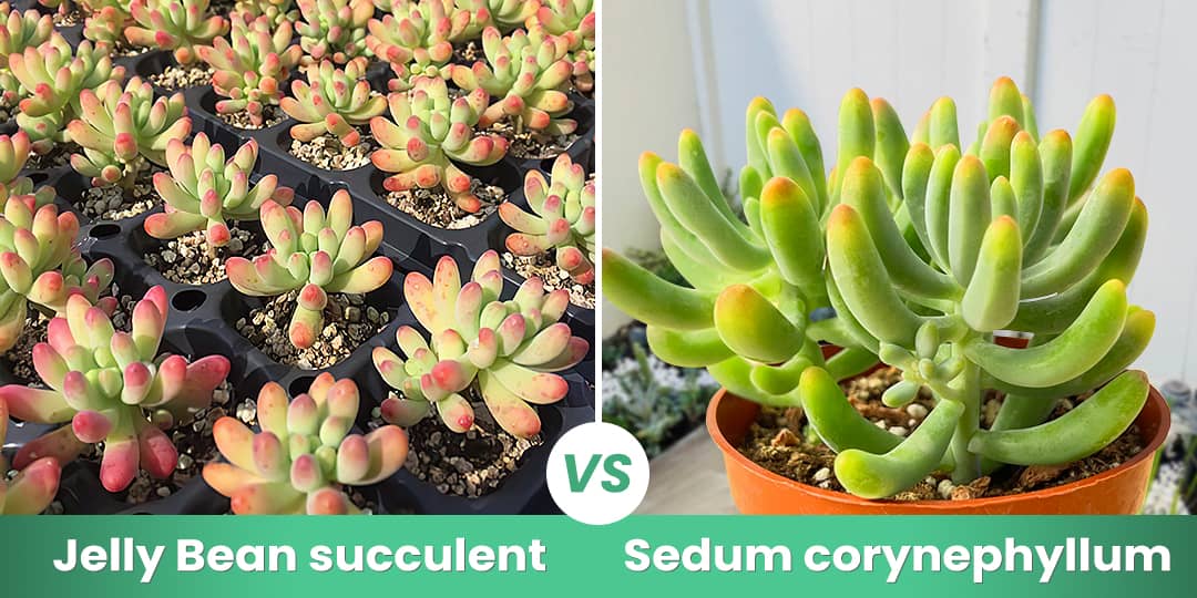 How to Differentiate Jelly Bean and Sedum Corynephyllum | THE NEXT GARDENER   Thenextgardener