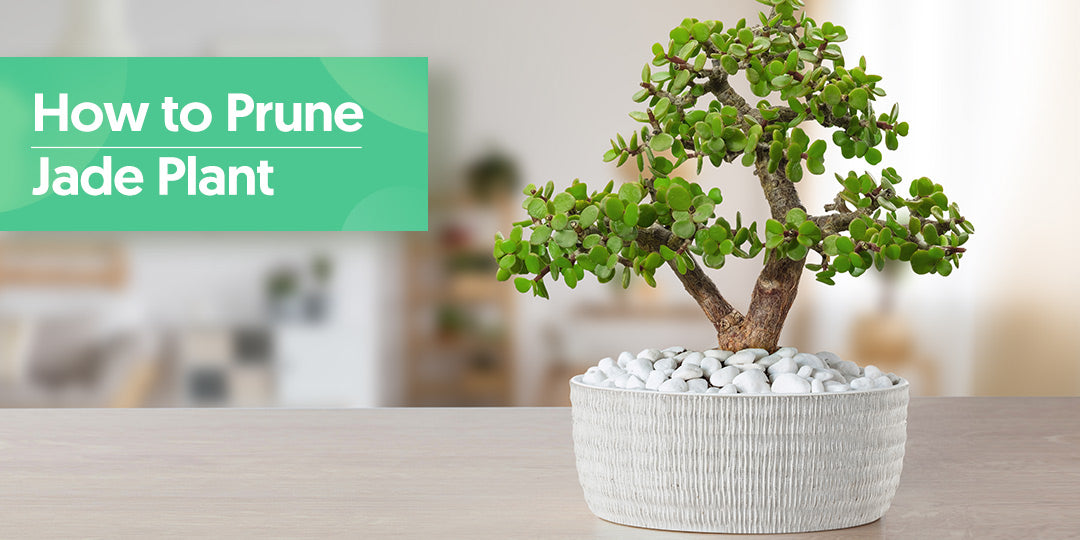 How to Prune Jade Plant into a Bonsai | THE NEXT GARDENER
