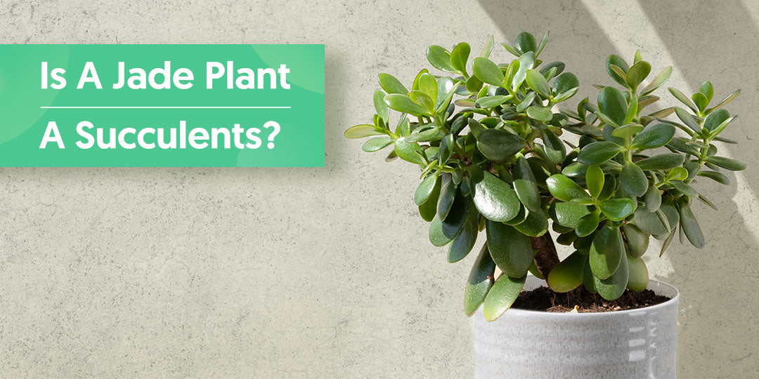 Is A Jade Plant A Succulent? THE NEXT GARDENER Thenextgardener