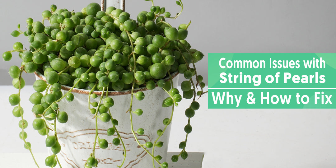 String of Pearls Plant Care - How to Grow & Maintain String of