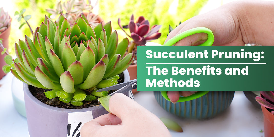 wooden planter for succulents Chloe Succulent Arrangement main image 0