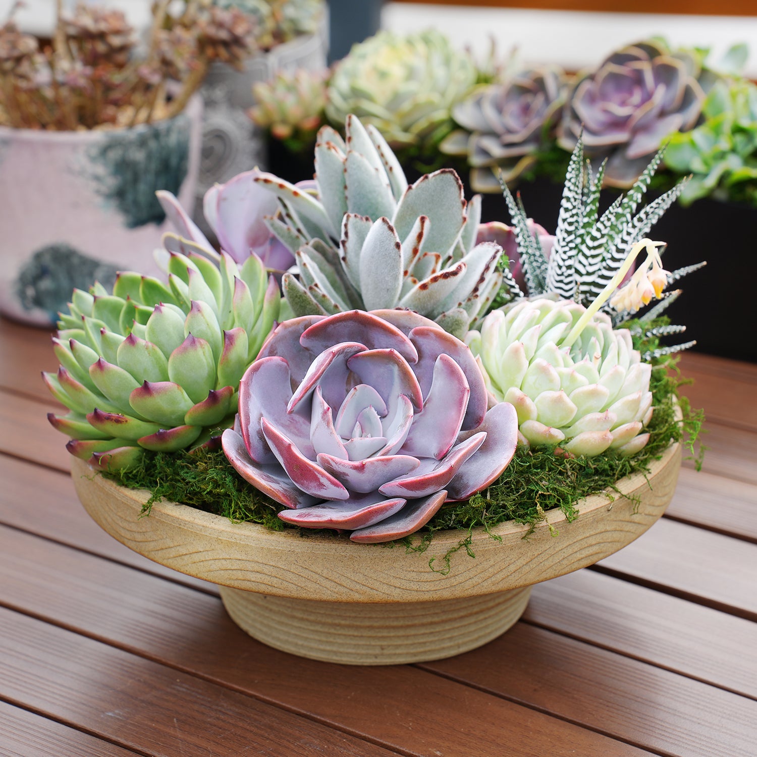 succulent bowl arrangements 10