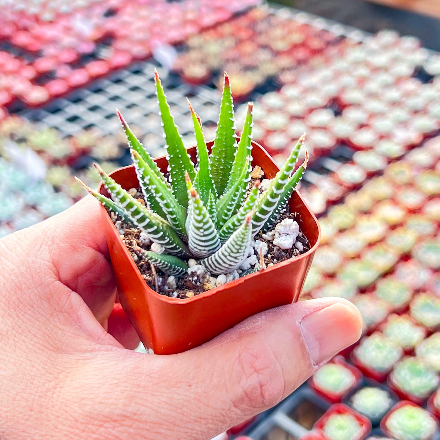big band succulent Haworthia fasciata 'Big Band'