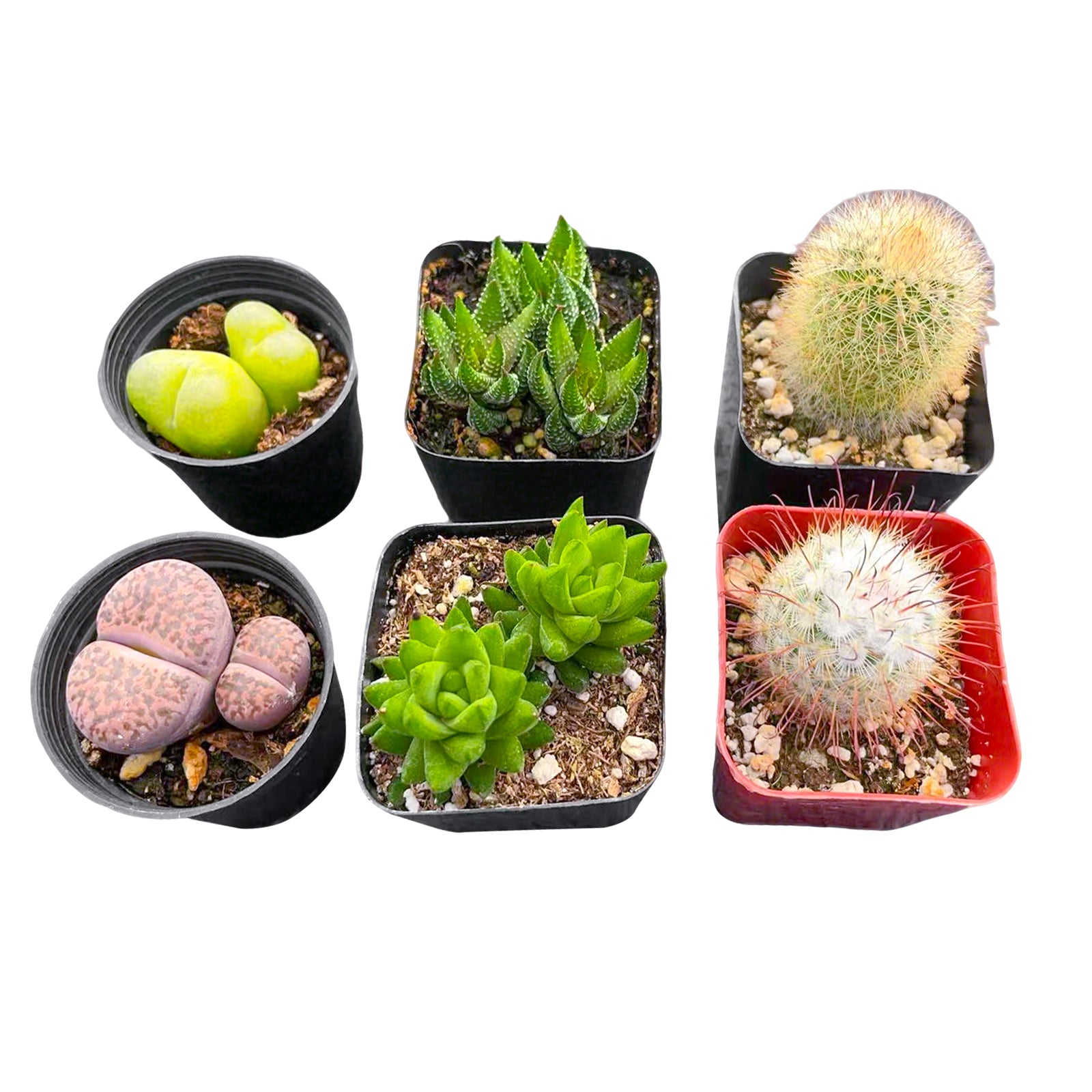 cactus types succulents 2 Cactus + 2 Haworthia + 2 Lithops Succulents (2", Random Varieties)