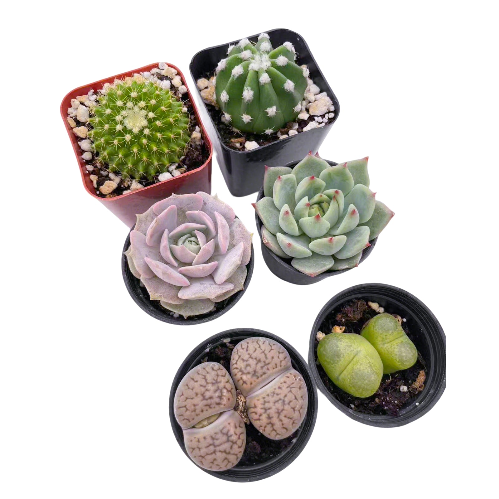 2 Cactus + 2 Lithops + 2 Echeveria Succulents (2