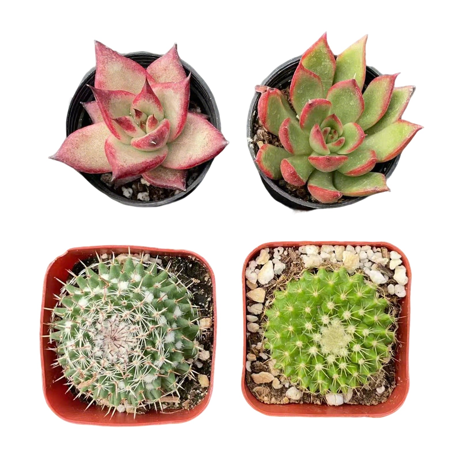 2 Cactus and 2 Echeveria Succulents (2