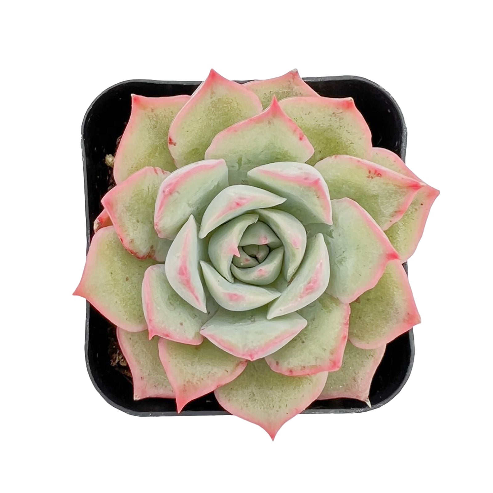 light green succulent with pink tips Echeveria 'Pink Tips' 50 Plants