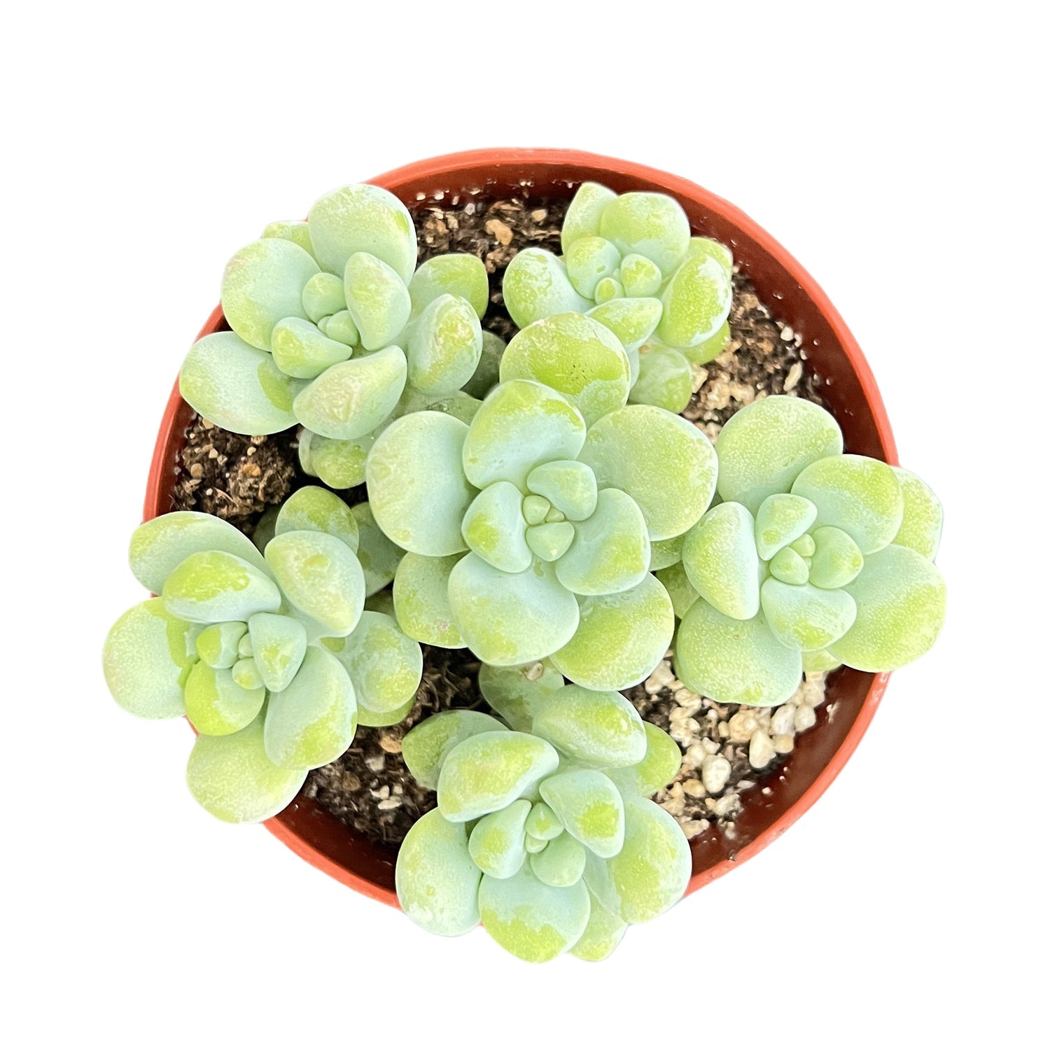 sedum treleasei succulent Sedum Treleasei (4 inch)