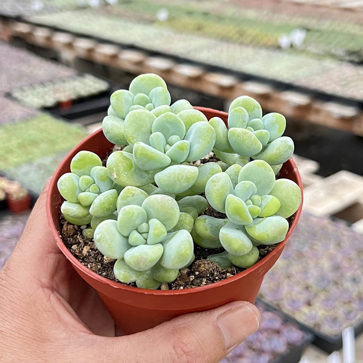 sedum succulent plant Sedum Treleasei (4 inch)