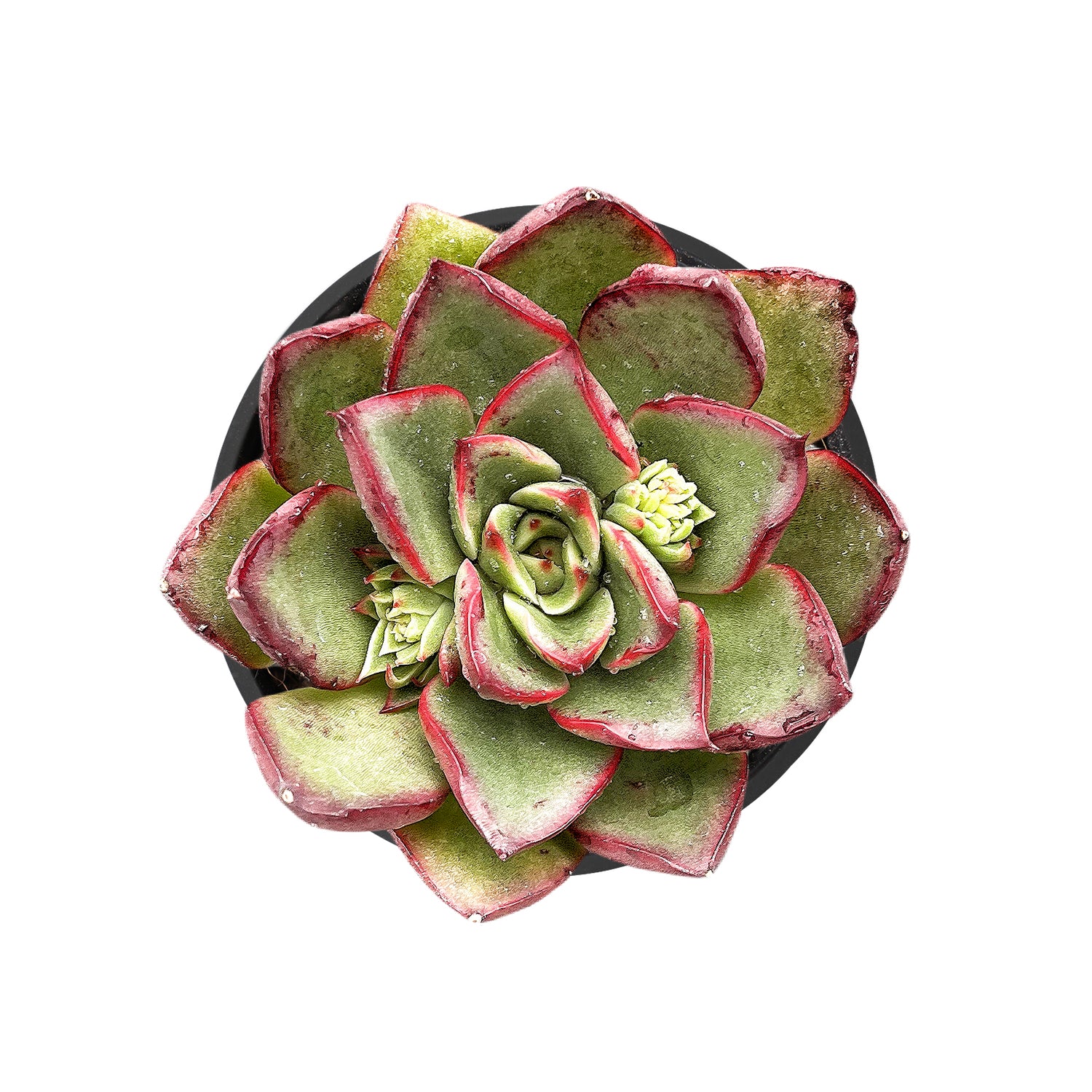 succulents el paso Echeveria 'Paso Doble' – Thenextgardener