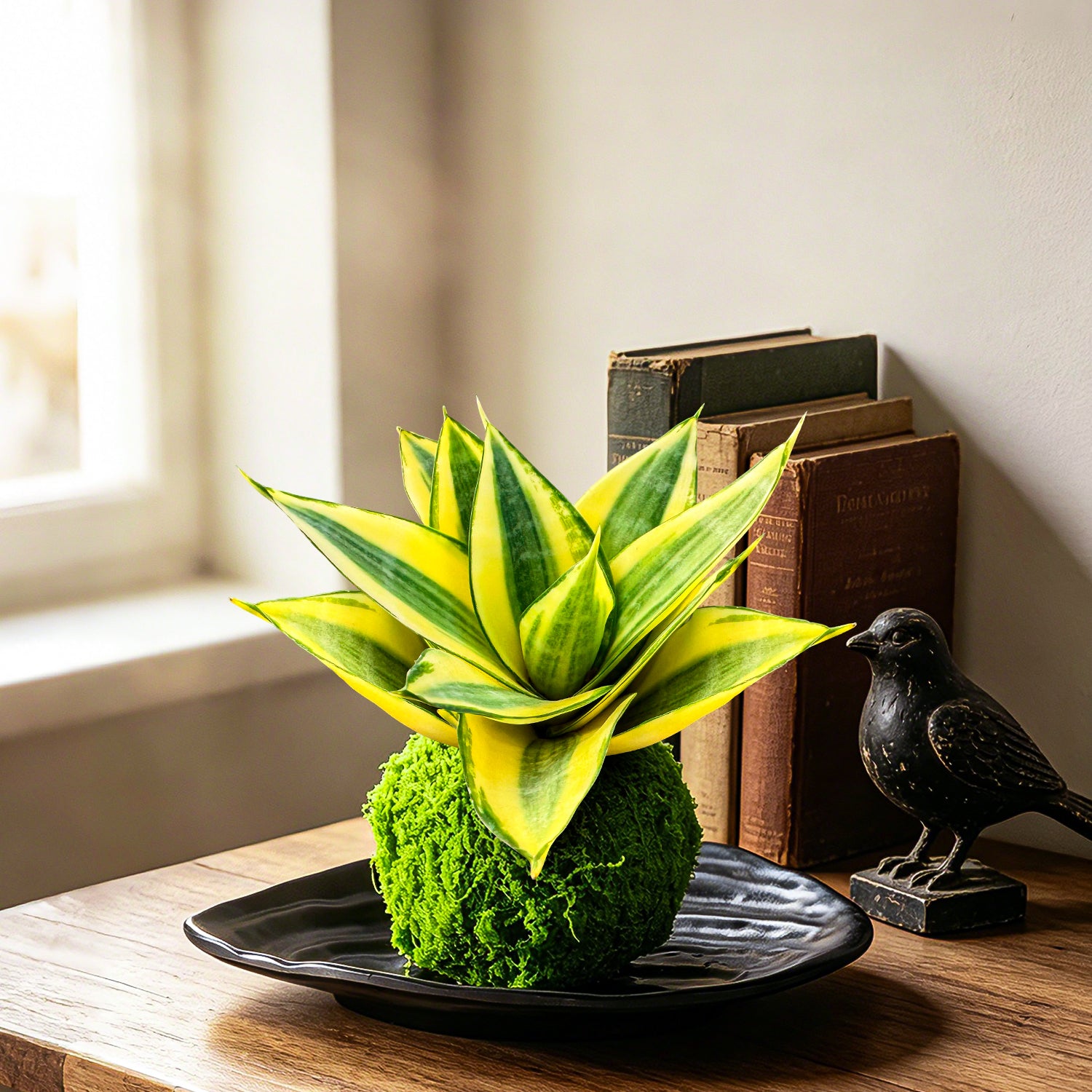 sansevieria golden 4